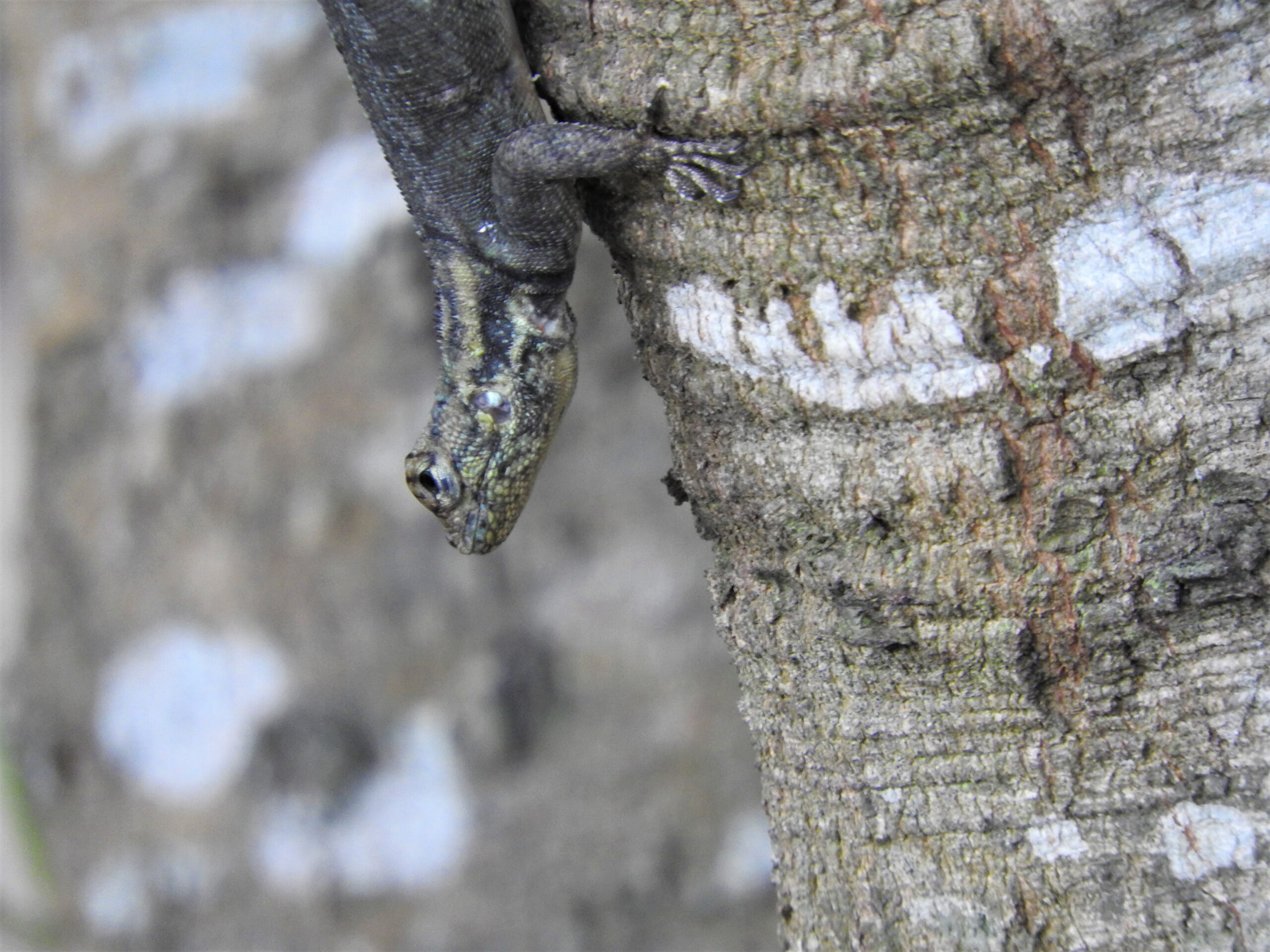 Tropidurus spinolosus. Foto: Rebeca Irala.