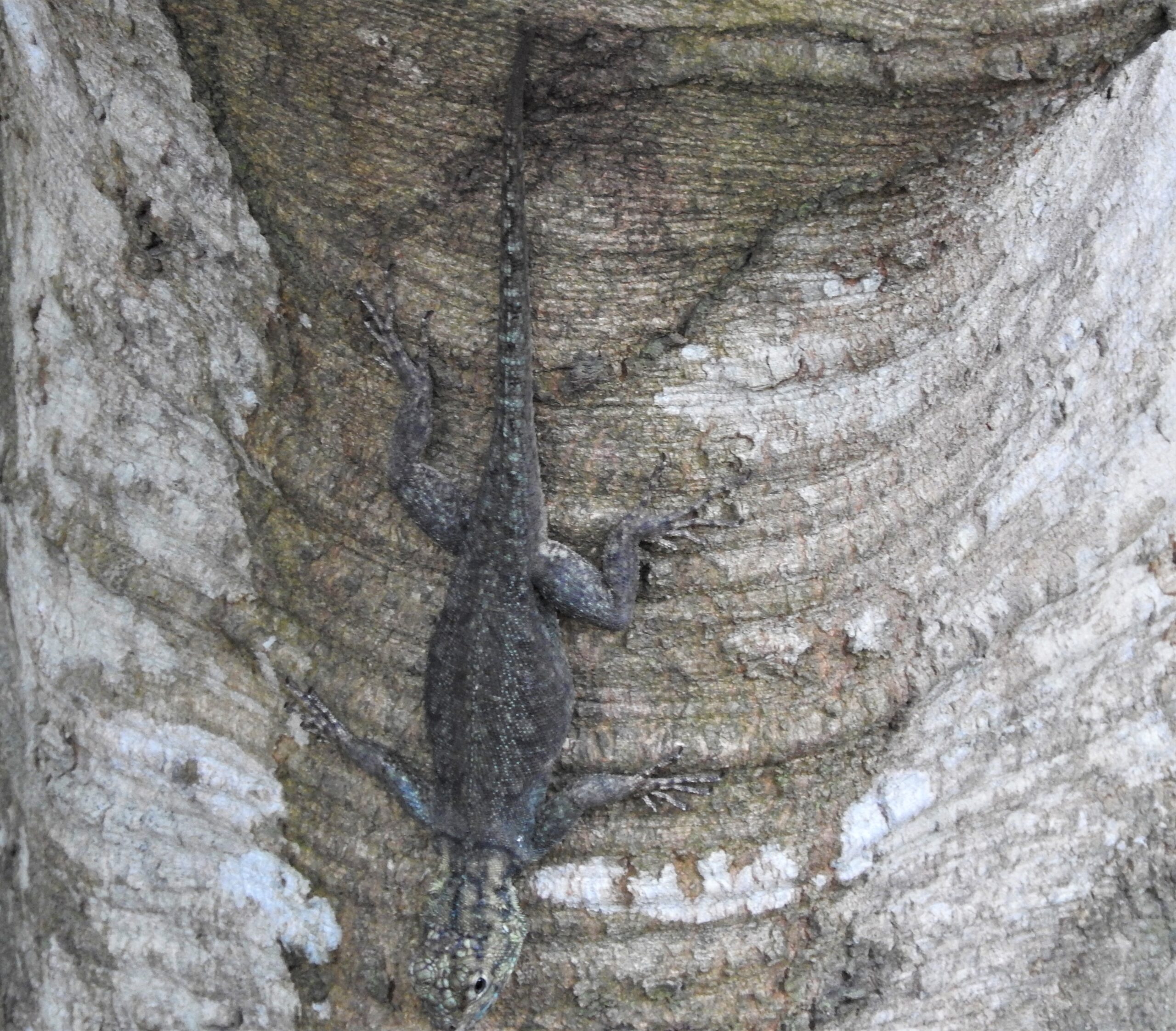 Tropidurus spinolosus mimético. Foto: Rebeca Irala.