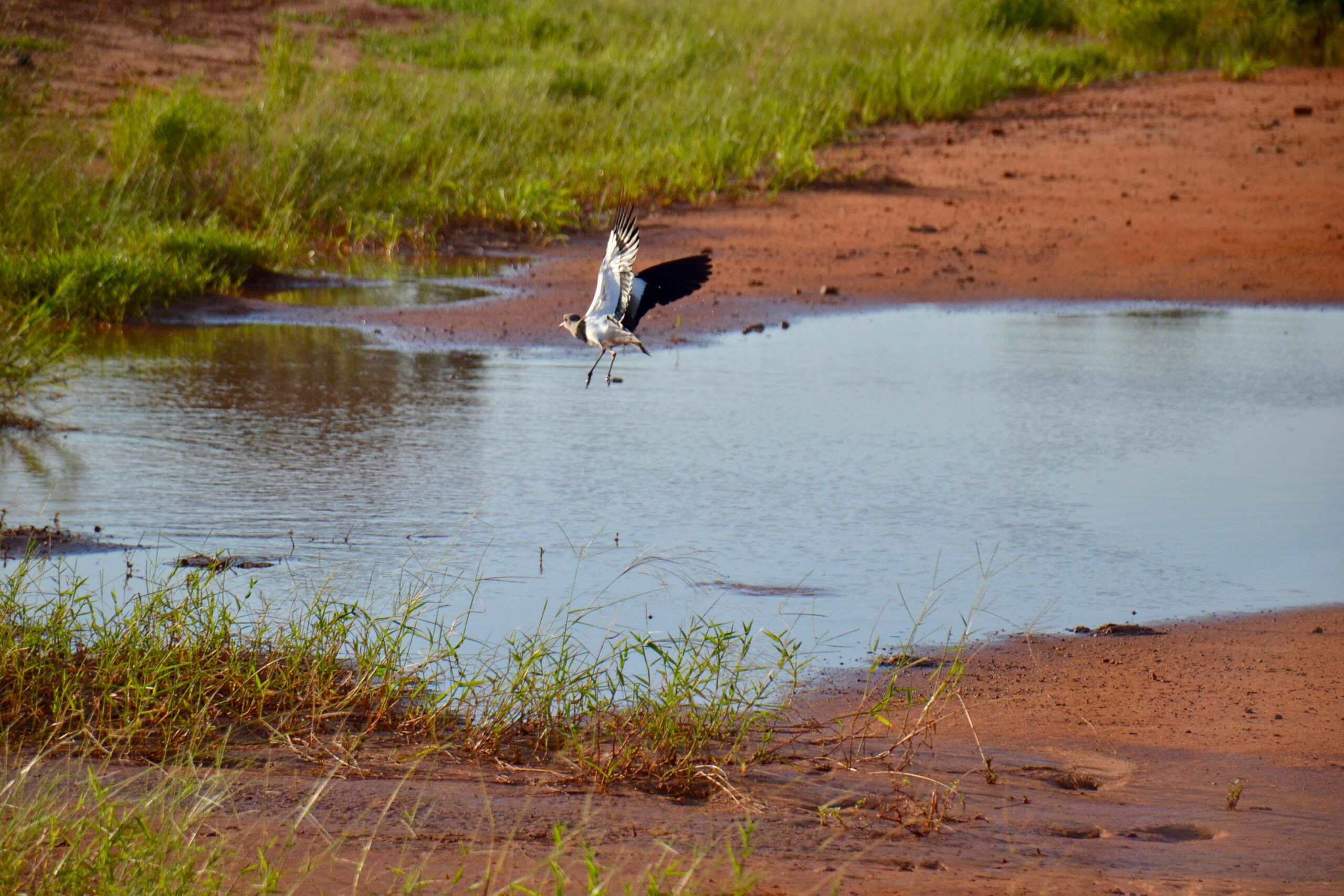 Aves en zona de la laguna Yrype. Foto: MOPC.