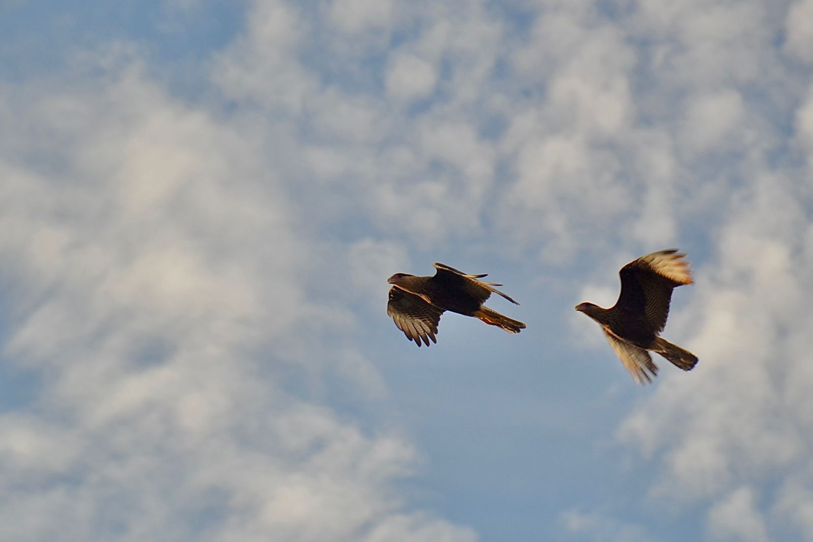 Aves de carancho. Foto: MOPC.