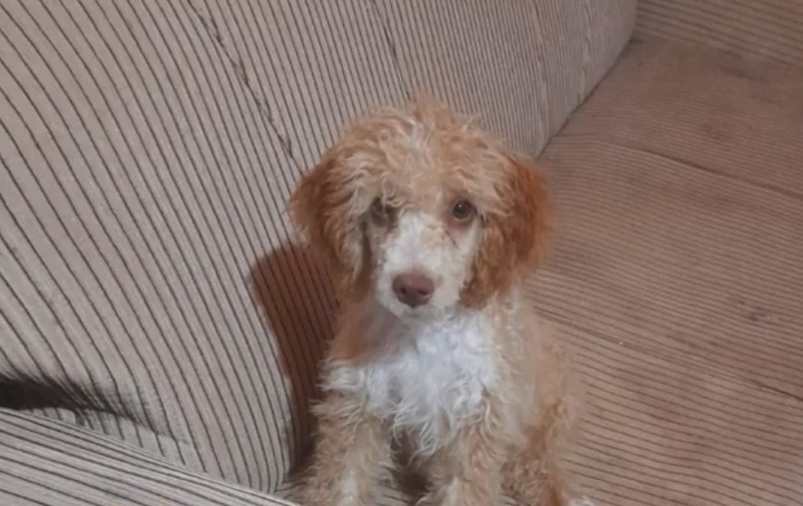 "Choco", el caniche perdió la vida. Foto: Ñanduti.