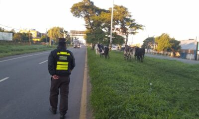 Animales sueltos en rutas. Foto: Patrulla Caminera.