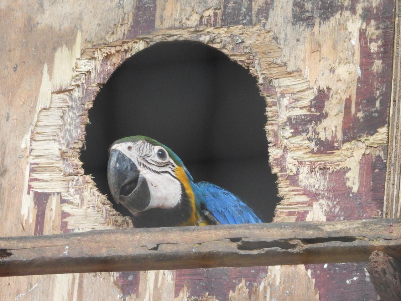 Guacamayo. Foto: Gentileza.