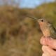 Colibrí gigante - CHRIS WITT/UNM / Europa Press