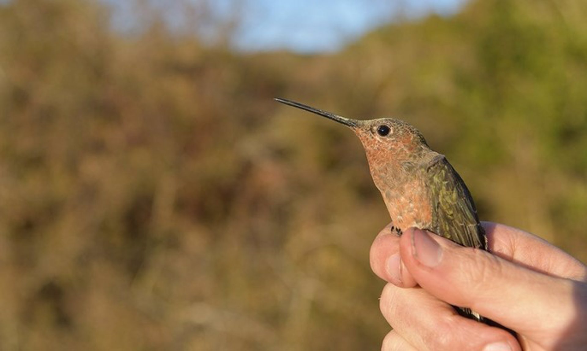 Colibrí gigante - CHRIS WITT/UNM / Europa Press