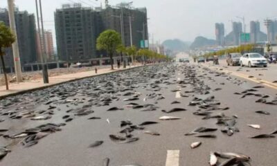 Similar a la precipitación del maná o de las maldiciones de Egipto en la Biblia, este particular evento tiene una explicación lógica. Foto: Captura de pantalla Youtube.