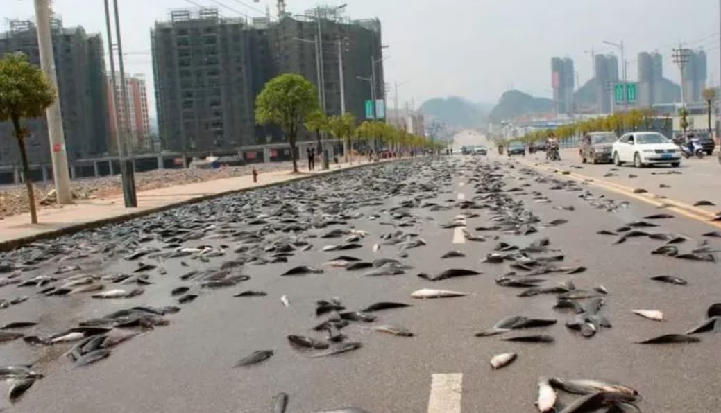 Similar a la precipitación del maná o de las maldiciones de Egipto en la Biblia, este particular evento tiene una explicación lógica. Foto: Captura de pantalla Youtube.