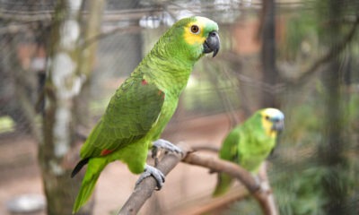 En el Paraguay se registran 24 especies de loros, once de ellas están amenazadas o en peligro de extinción. Foto: Gentileza.