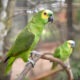 En el Paraguay se registran 24 especies de loros, once de ellas están amenazadas o en peligro de extinción. Foto: Gentileza.