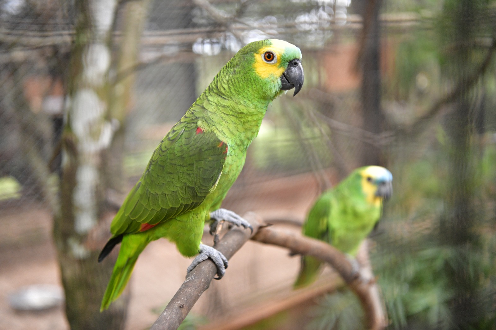 En el Paraguay se registran 24 especies de loros, once de ellas están amenazadas o en peligro de extinción. Foto: Gentileza.