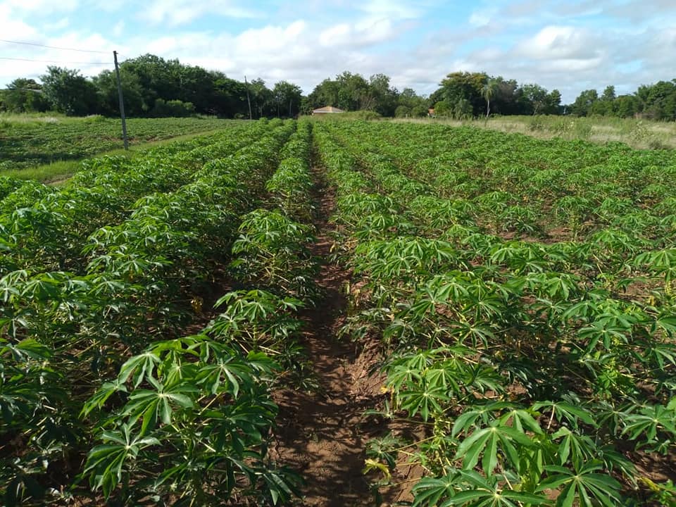 Plantación de mandioca. Foto referencial. Gentileza.