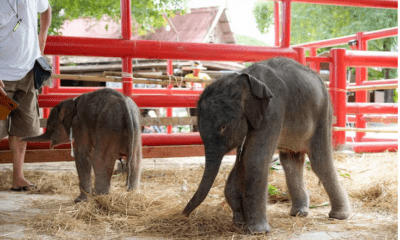 Dos elefantes gemelos nacen en el Ayutthaya Elephant Palace and Royal Kraal, en Tailandia (EFE/ Royal Kraal)