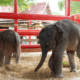 Dos elefantes gemelos nacen en el Ayutthaya Elephant Palace and Royal Kraal, en Tailandia (EFE/ Royal Kraal)