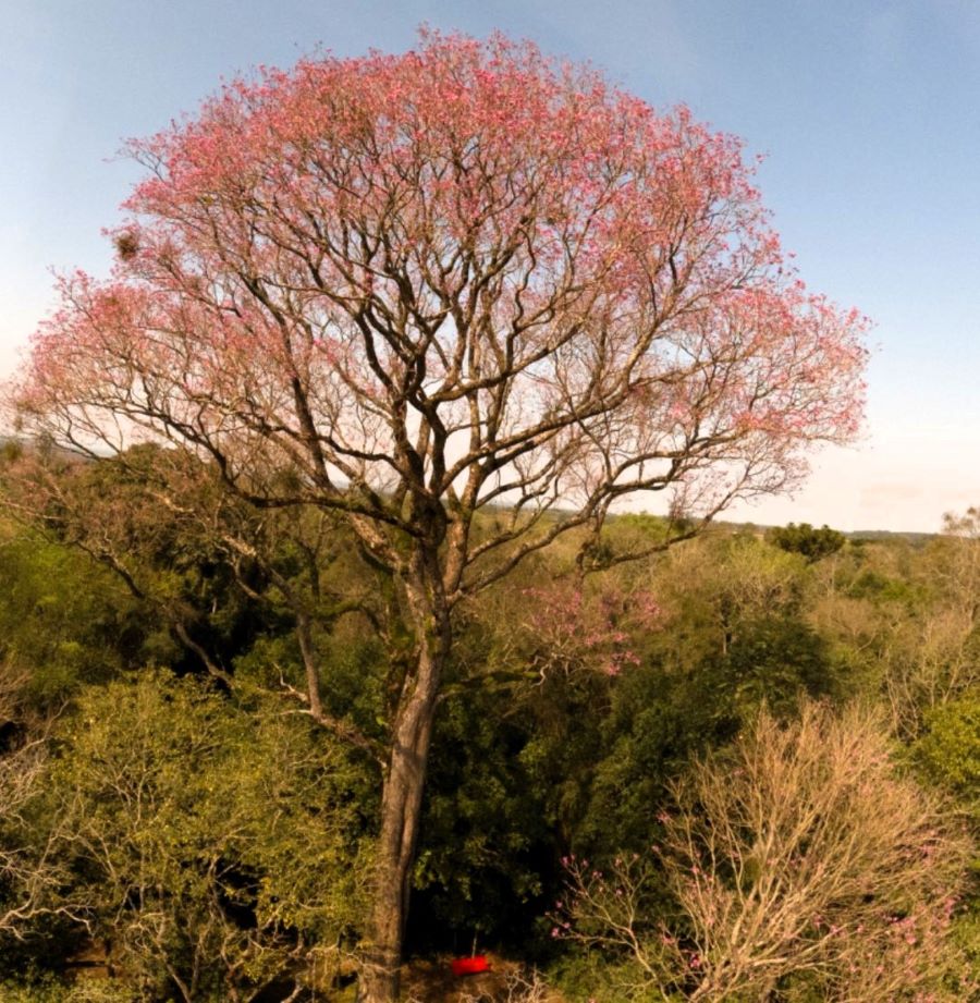 Colosos de la Tierra edición 2023. Gentileza.