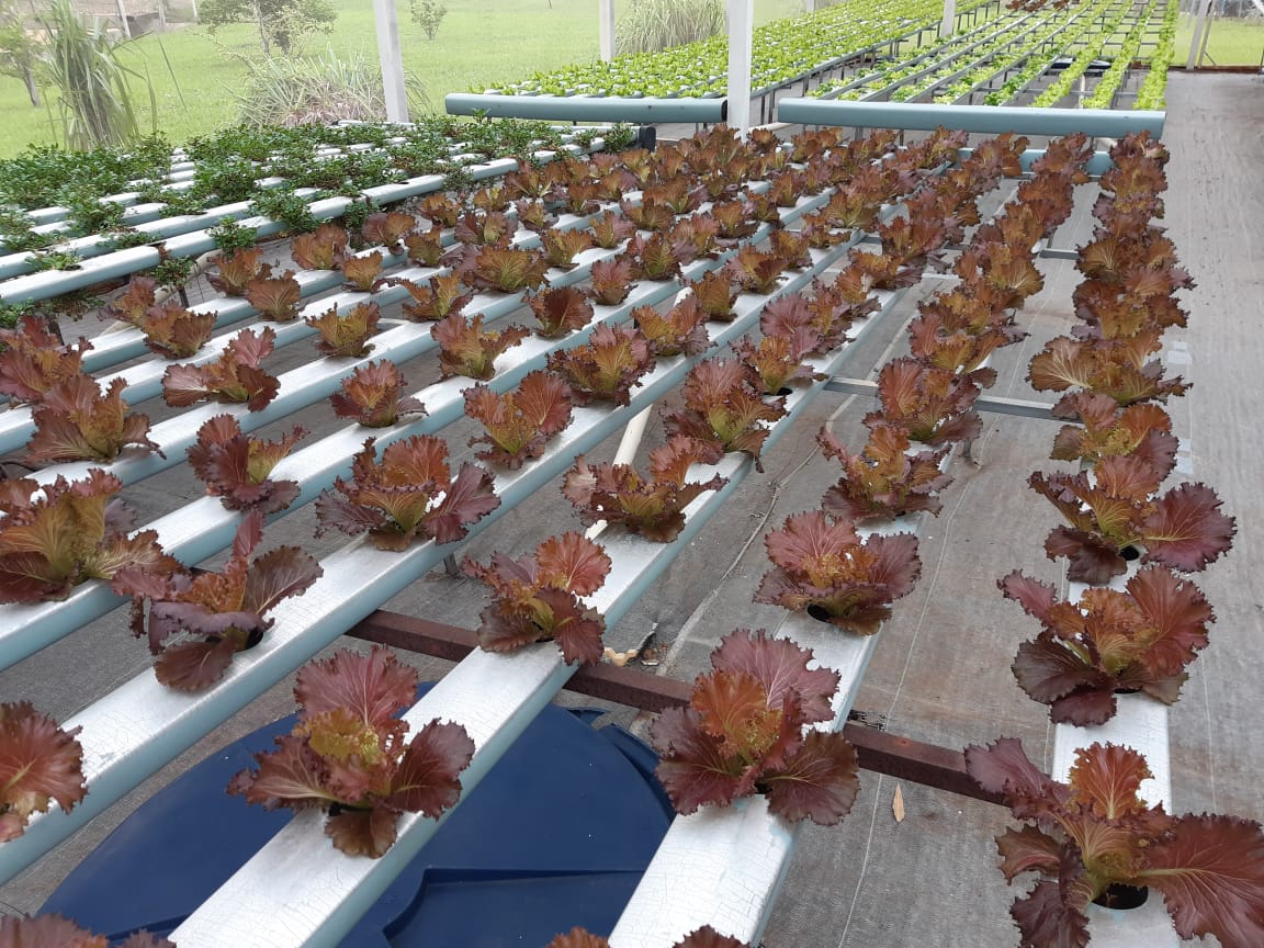 Eco Huerta Tekove -plantación de lechugas moradas. Foto: Gentileza.