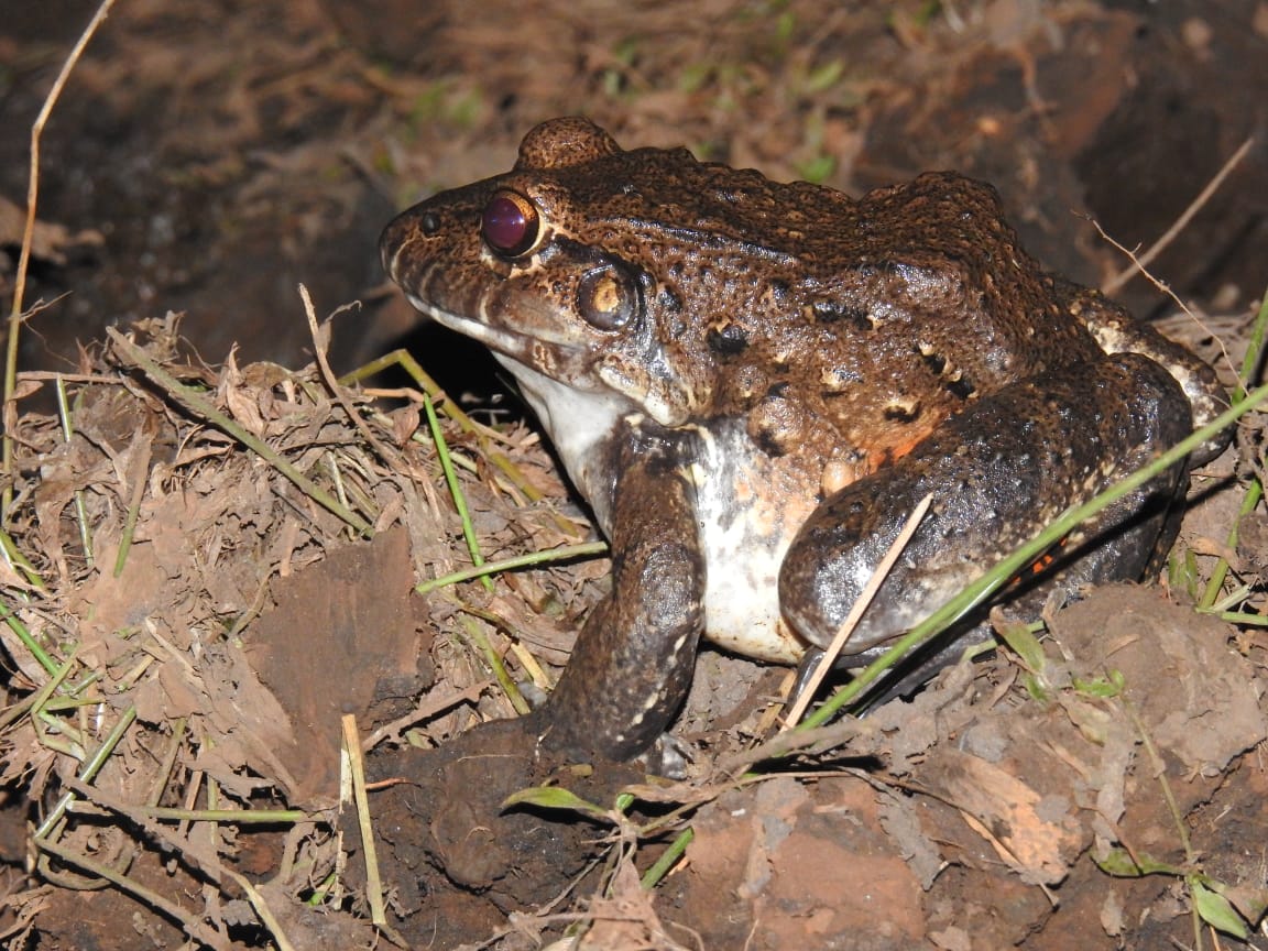 Leptodactylus labyrinthicus. Foto: Carlos Ortega