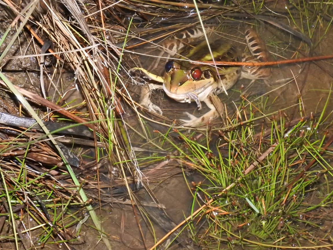 Leptodactylus latrans. Foto: Carlos Ortega