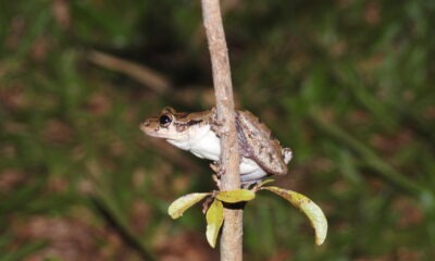 Scinax fuscovarius. Foto: Carlos Ortega