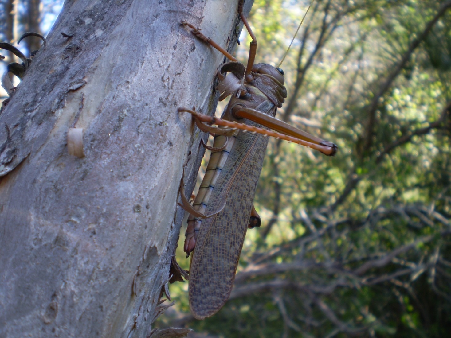 Tropidacris collaris. Foto: Lidia Pérez de Molas