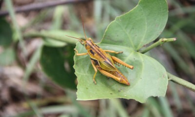 Staleochlora pulchella. Foto: Lidia Pérez de Molas.