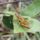 Staleochlora pulchella. Foto: Lidia Pérez de Molas.