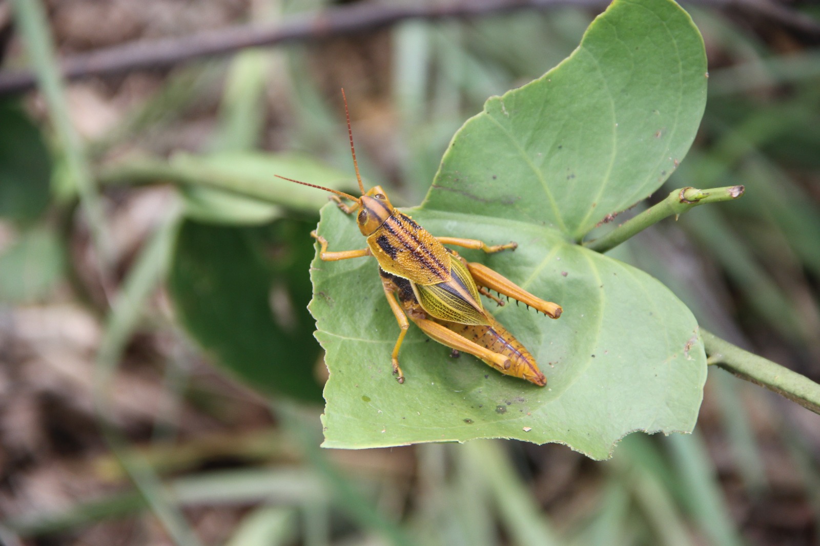 Staleochlora pulchella. Foto: Lidia Pérez de Molas.