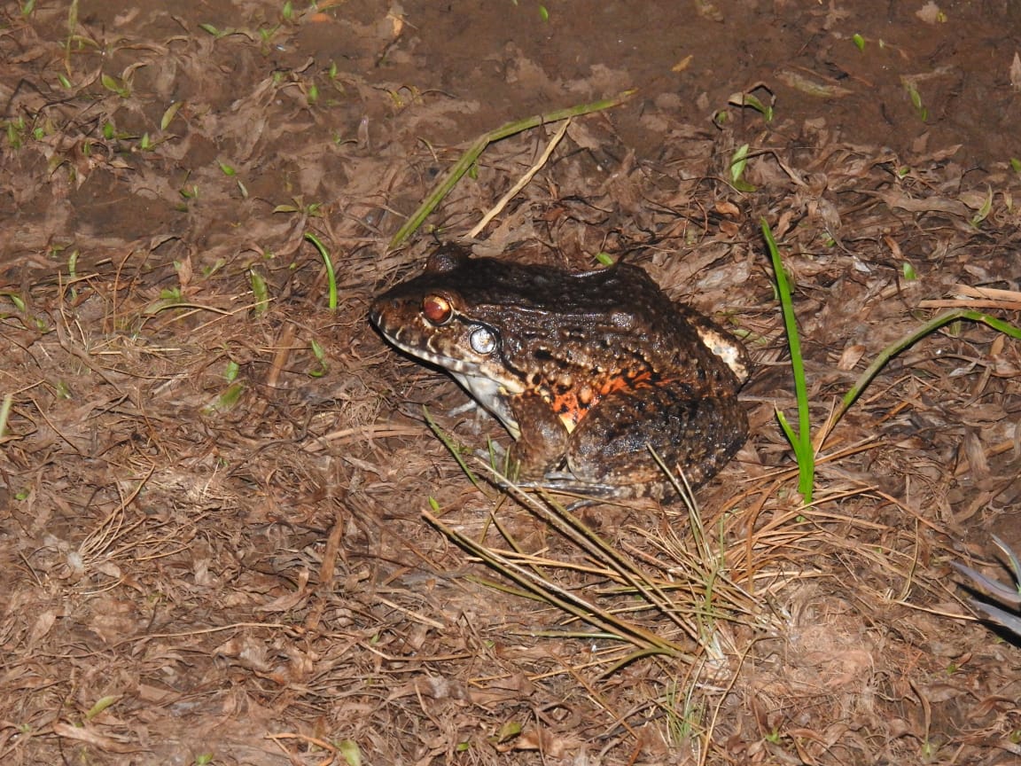 Leptodactylus labyrinthicus. Foto: Carlos Ortega