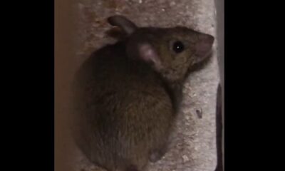 Ratas aparecen en el Senado. Foto: captura de video.