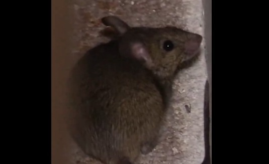 Ratas aparecen en el Senado. Foto: captura de video.