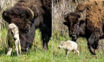 La llegada al mundo de la cría se da en medio de la expulsión de miles de animales de su territorio en 2023 y cumple una profecía de la tribu Lakota. Foto: Infobae.