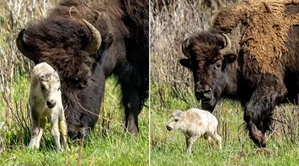 La llegada al mundo de la cría se da en medio de la expulsión de miles de animales de su territorio en 2023 y cumple una profecía de la tribu Lakota. Foto: Infobae.