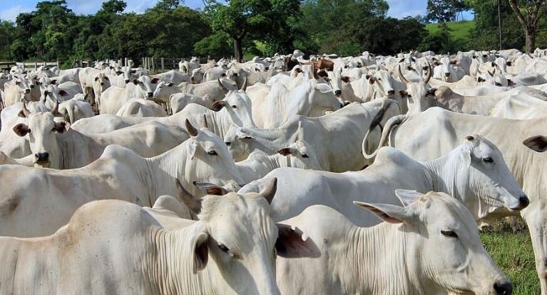 Ganadería en Paraguay. Foto: Archivo.