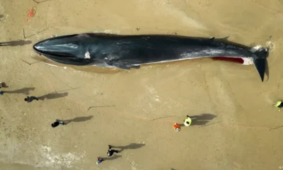 Los varamientos de ballenas ocurren con frecuencia en algunas costas, aunque no de manera tan masiva Imagen: Danny Lawson/empics/picture alliance