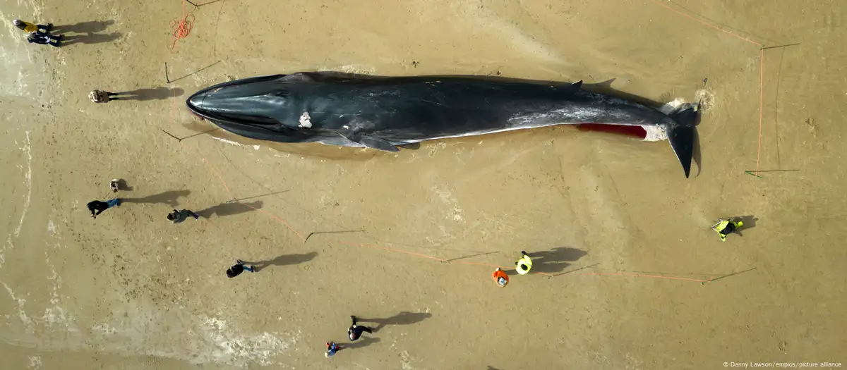 Los varamientos de ballenas ocurren con frecuencia en algunas costas, aunque no de manera tan masiva Imagen: Danny Lawson/empics/picture alliance