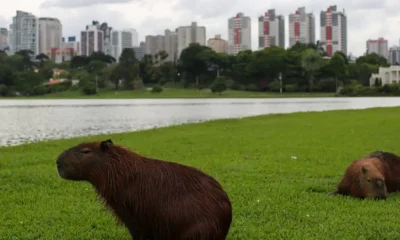 Dos capibaras descansan en un parque de Curitiba, una de las ciudades más verdes de América Latina. Imagen: Heuler Andrey/AFP