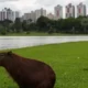 Dos capibaras descansan en un parque de Curitiba, una de las ciudades más verdes de América Latina. Imagen: Heuler Andrey/AFP