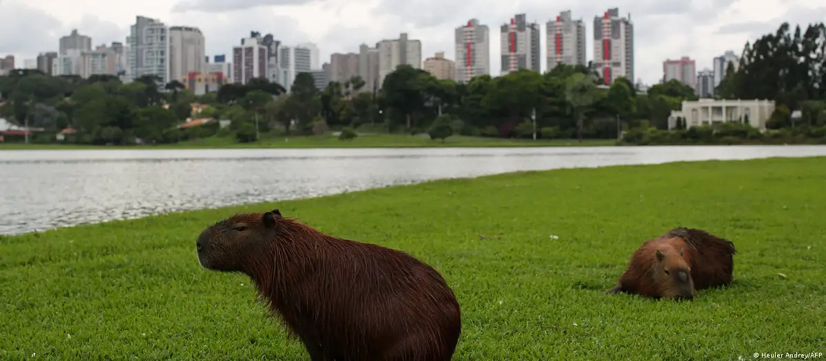 Dos capibaras descansan en un parque de Curitiba, una de las ciudades más verdes de América Latina. Imagen: Heuler Andrey/AFP