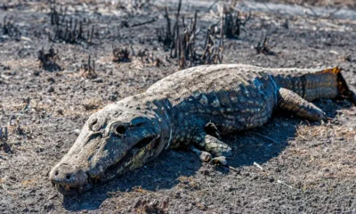 Un caimán víctima de las llamas en el Pantanal. Imagen: Gustavo Figueroa/SOS Pantanal.