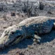 Un caimán víctima de las llamas en el Pantanal. Imagen: Gustavo Figueroa/SOS Pantanal.