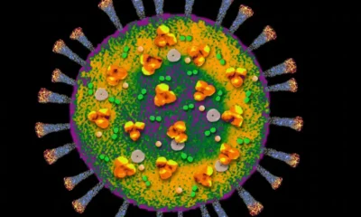 Imagen del virus de covid-19 generada digitalmente Imagen: Tetra Images/IMAGO