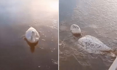 Animales congelados por el frío exremo en la Provincia de Santa Cruz, Argentina. Foto: Prensa Mercosur.