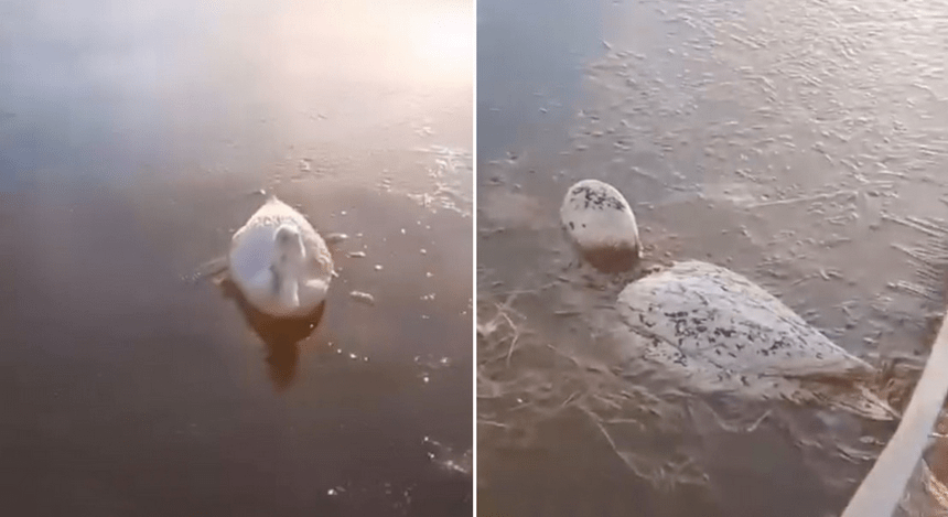 Animales congelados por el frío exremo en la Provincia de Santa Cruz, Argentina. Foto: Prensa Mercosur.