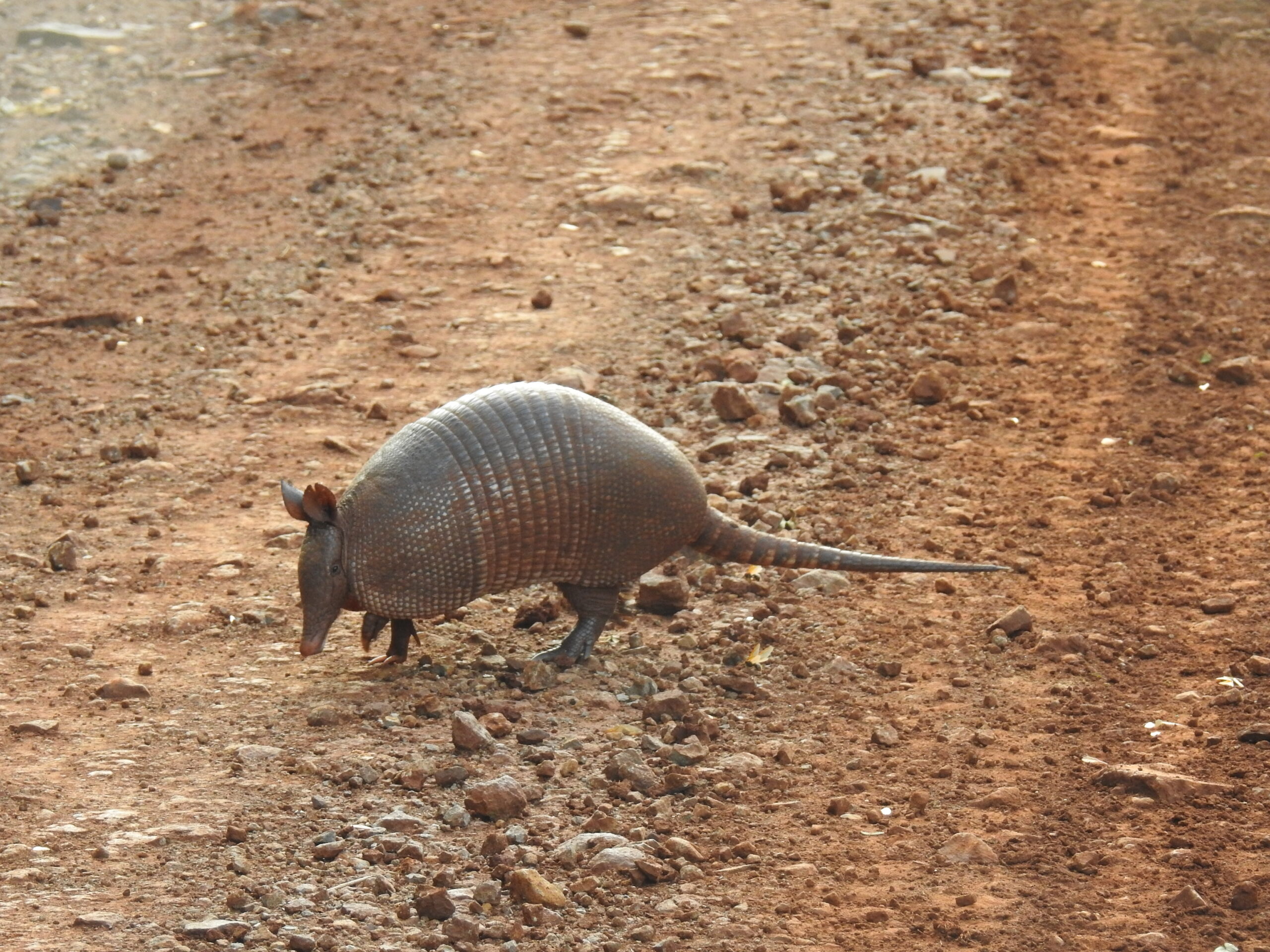 Dasypus novemcinctus o armadillo negro. Foto: Cartos Ortega.