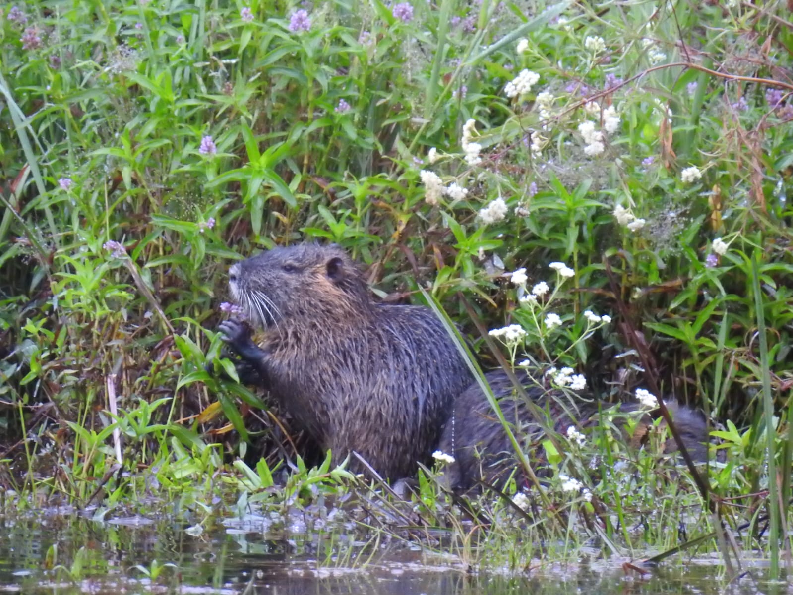 Myocastor coypus. Foto: Carlos Ortega.