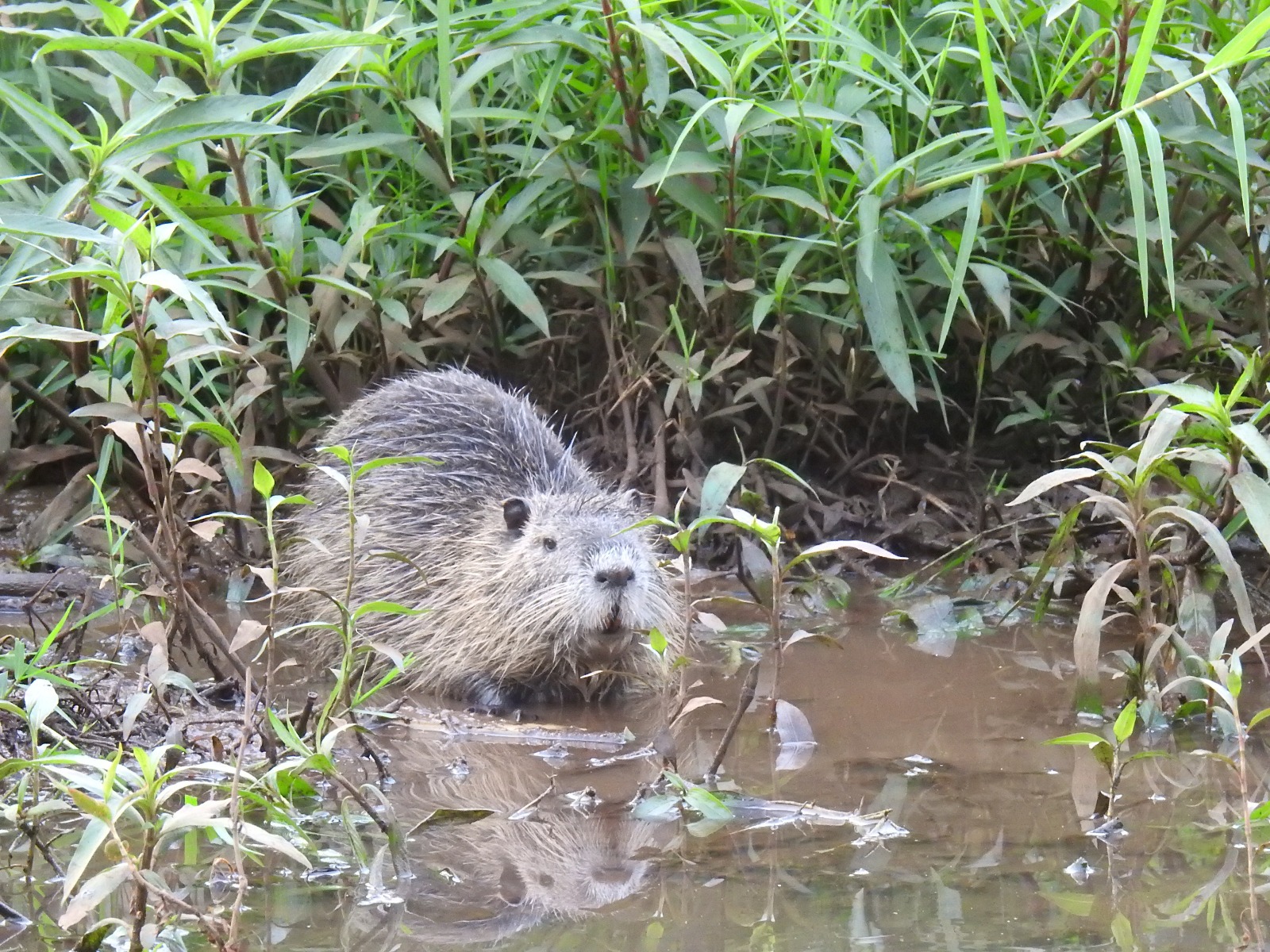 Myocastor coypus sobre el barro. Foto: Carlos Ortega.