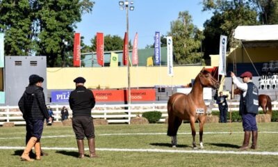 as primeras razas en entrar en competencia fueron: Árabe, Criolla, Appaloosa, Alpina, Anglo Nubian, Boer, Toggenbur, Pega y Mediterránea. Foto: ARP.