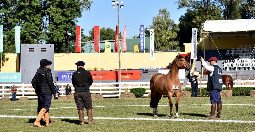 as primeras razas en entrar en competencia fueron: Árabe, Criolla, Appaloosa, Alpina, Anglo Nubian, Boer, Toggenbur, Pega y Mediterránea. Foto: ARP.