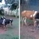 Vacas alrededor del fuego en Argentina. Foto: Captura