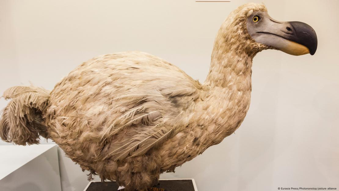 Dodo. Foto: DW.