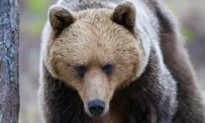 Oso pardo. Foto: DW.